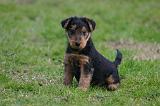 WELSH TERRIER 139